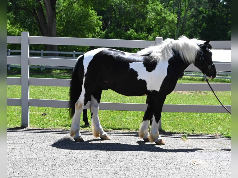 American Quarter Horse Gelding 7 years 14,1 hh Tobiano-all-colors in Sturgis MI