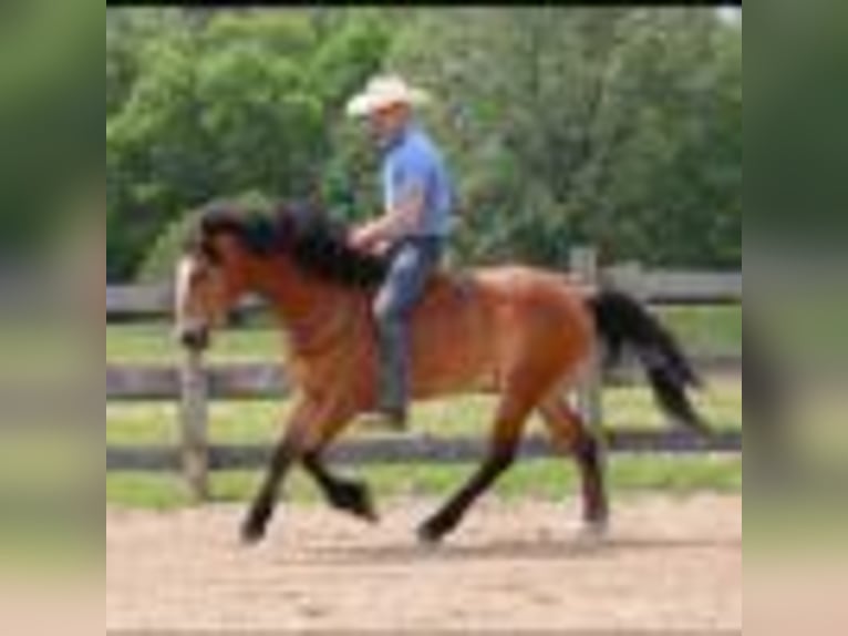 American Quarter Horse Gelding 7 years 14.2 hh Bay in Howell, MI