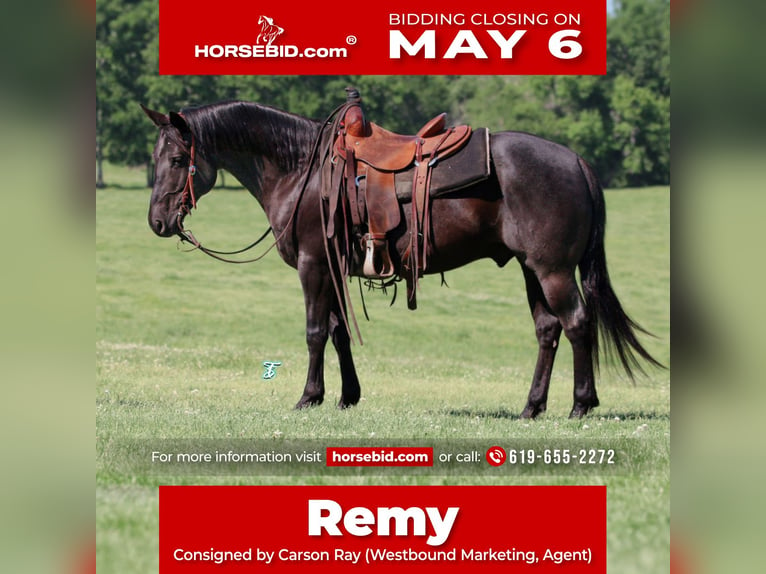 American Quarter Horse Gelding 7 years 14,2 hh Black in Pennington
