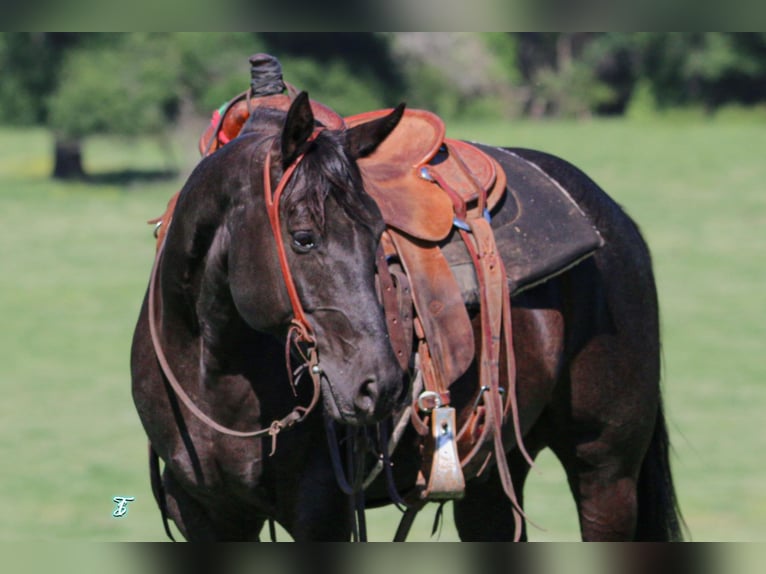 American Quarter Horse Gelding 7 years 14,2 hh Black in Pennington