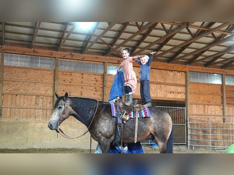 American Quarter Horse Mix Gelding 7 years 14,2 hh Buckskin in Millersburg