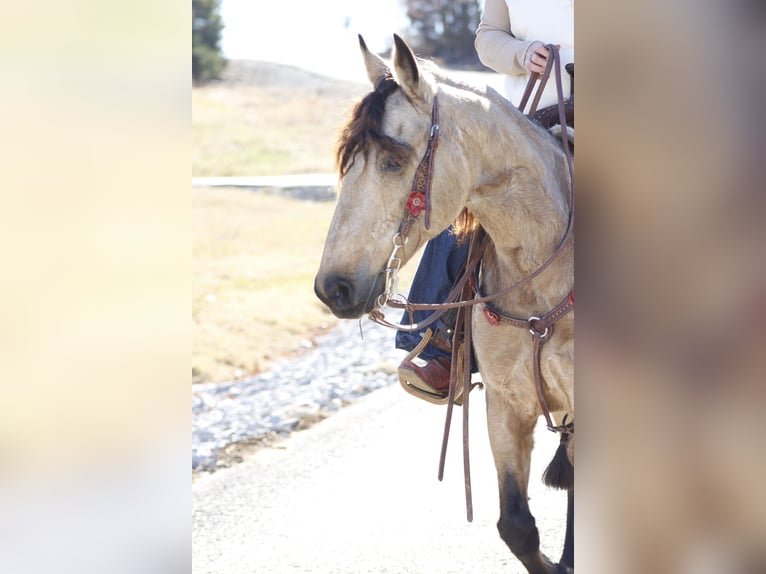 American Quarter Horse Gelding 7 years 14,2 hh Buckskin in Mt. Hope, AL