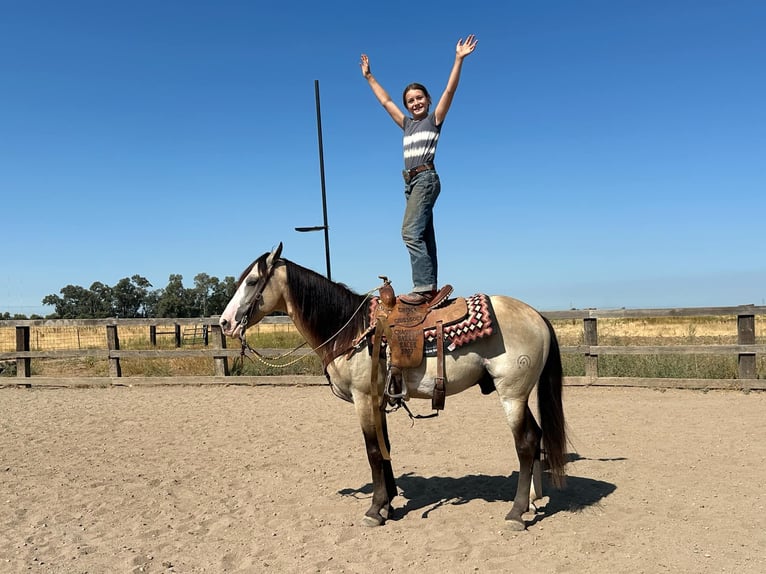 American Quarter Horse Gelding 7 years 14,2 hh Buckskin in Pleasant Grove, CA