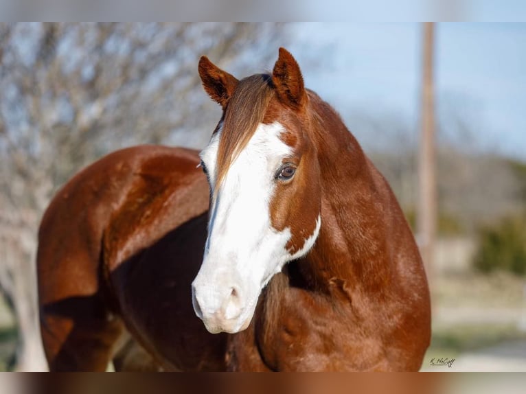 American Quarter Horse Gelding 7 years 14,2 hh Chestnut in SAVOY, TX