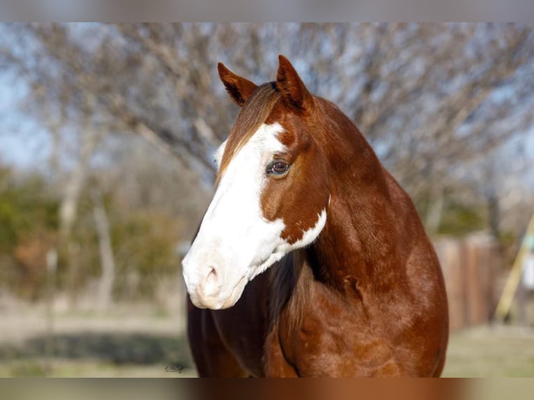 American Quarter Horse Gelding 7 years 14,2 hh Chestnut in SAVOY, TX