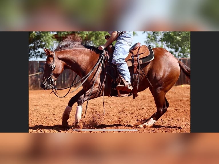 American Quarter Horse Gelding 7 years 14,2 hh Chestnut in Rossville TN