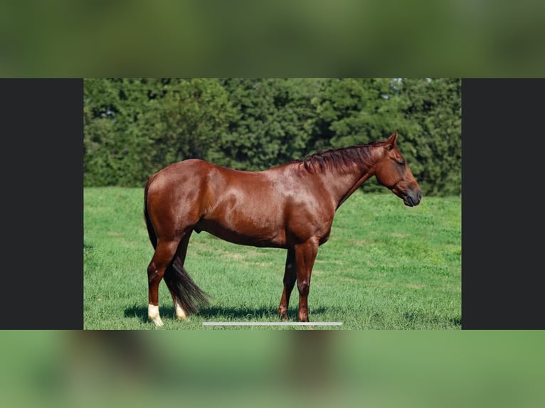 American Quarter Horse Gelding 7 years 14,2 hh Chestnut in Rossville TN