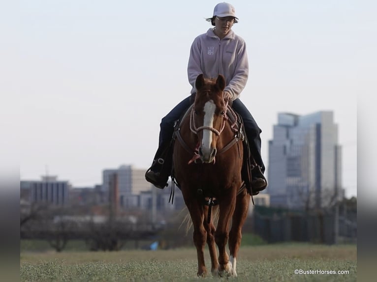 American Quarter Horse Gelding 7 years 14.2 hh Chestnut in Weatherford TX