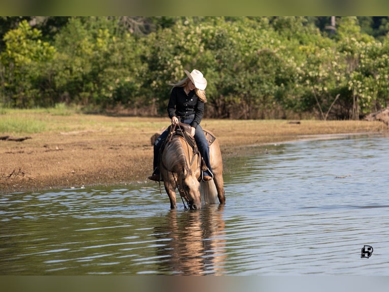 American Quarter Horse Gelding 7 years 14,2 hh Dunalino in Whitesboro, TX