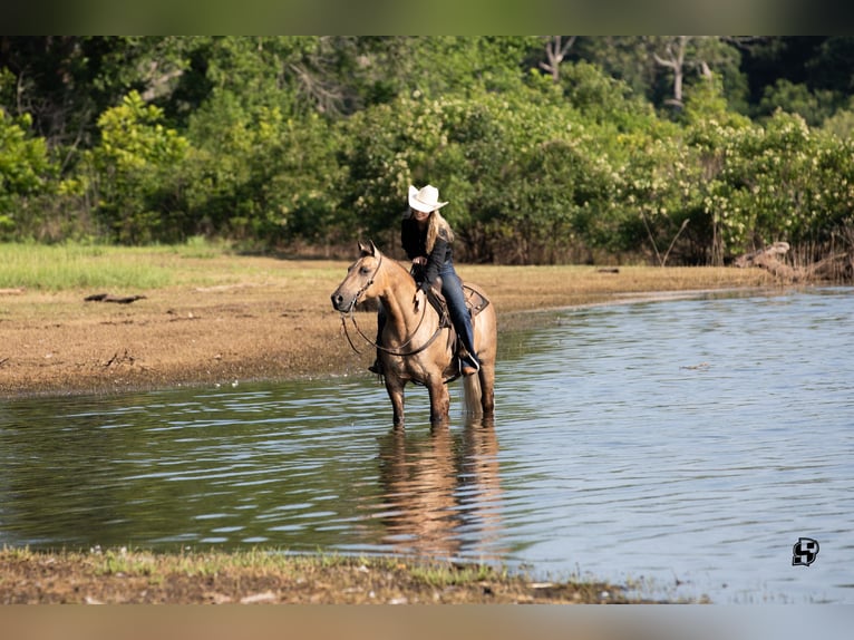 American Quarter Horse Gelding 7 years 14,2 hh Dunalino in Whitesboro, TX