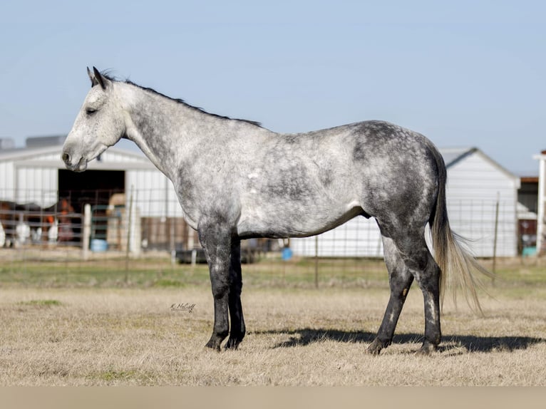 American Quarter Horse Gelding 7 years 14,2 hh Gray-Dapple in Ravenna