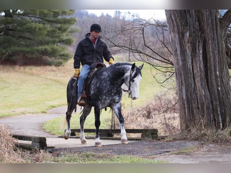 American Quarter Horse Gelding 7 years 14,2 hh Gray-Dapple in Sweet Springs MO