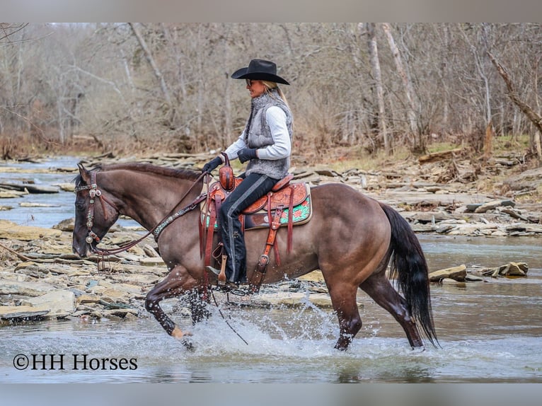 American Quarter Horse Gelding 7 years 14,2 hh Grullo in Flemingsburg KY