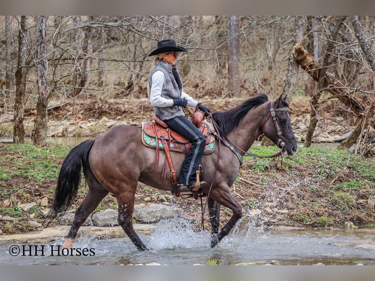 American Quarter Horse Gelding 7 years 14,2 hh Grullo in Flemingsburg KY