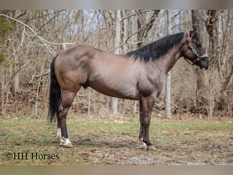 American Quarter Horse Gelding 7 years 14,2 hh Grullo in Flemingsburg KY