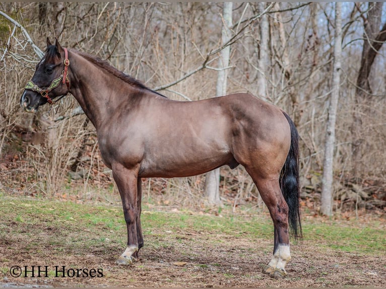 American Quarter Horse Gelding 7 years 14,2 hh Grullo in Flemingsburg KY