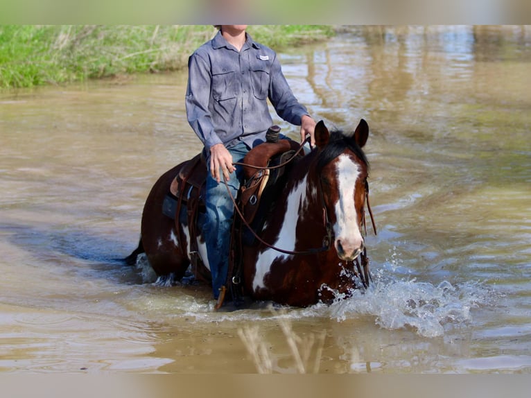 American Quarter Horse Gelding 7 years 14,2 hh Overo-all-colors in Stephenville Tx