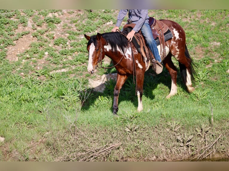 American Quarter Horse Gelding 7 years 14,2 hh Overo-all-colors in Stephenville Tx