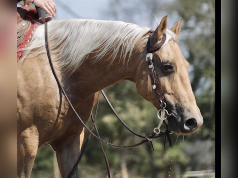 American Quarter Horse Gelding 7 years 14,2 hh Palomino in Whitesboro, TX