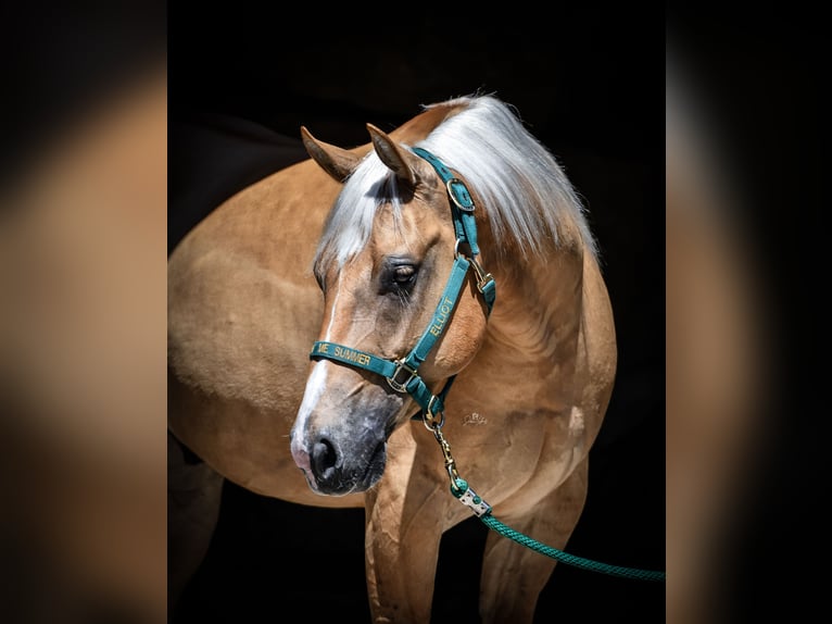 American Quarter Horse Gelding 7 years 14.2 hh Palomino in Neumarkt