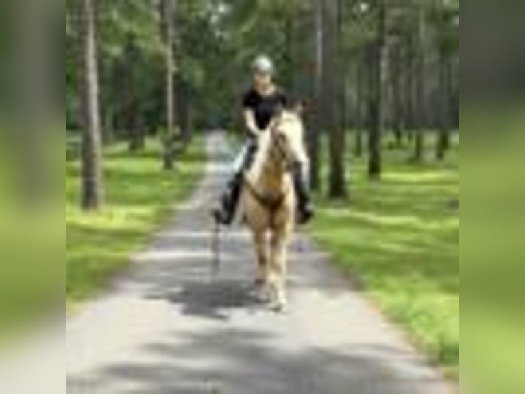 American Quarter Horse Gelding 7 years 14.2 hh Palomino in Dawsom GA