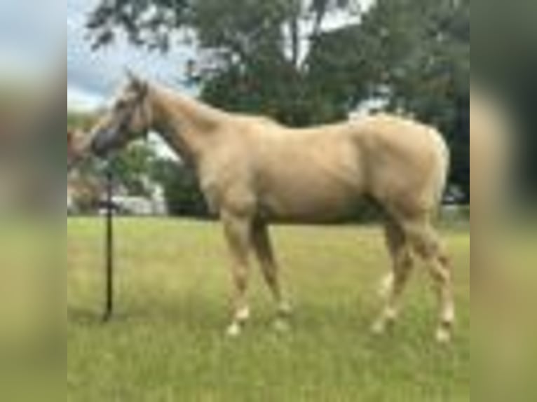 American Quarter Horse Gelding 7 years 14.2 hh Palomino in Dawsom GA