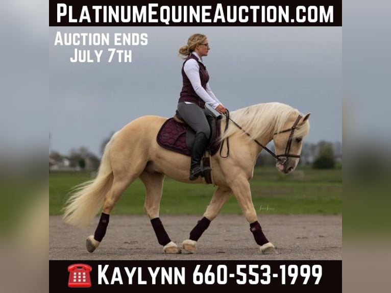 American Quarter Horse Gelding 7 years 14.2 hh Palomino in Ocala FL