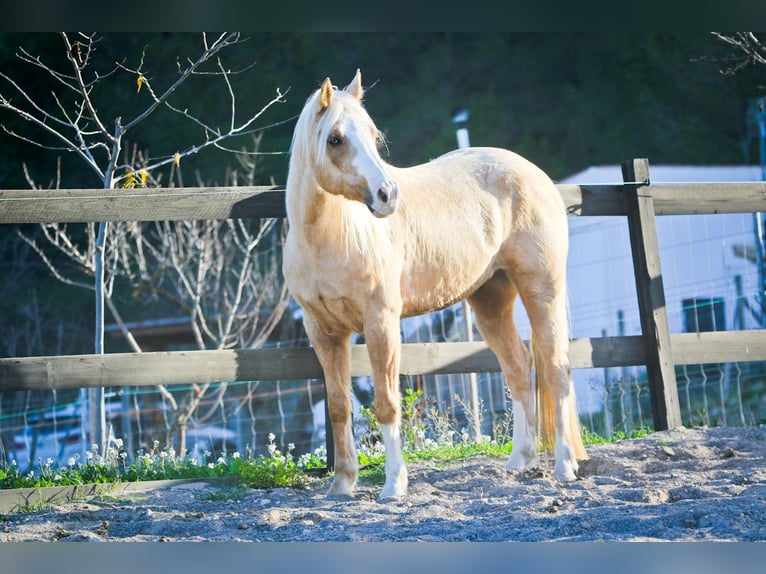 American Quarter Horse Gelding 7 years 14,2 hh Palomino in Alcoi/Alcoy