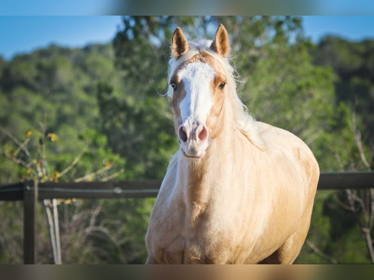 American Quarter Horse Gelding 7 years 14,2 hh Palomino in Alcoi/Alcoy