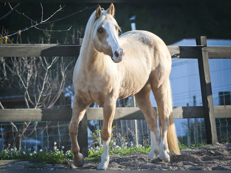 American Quarter Horse Gelding 7 years 14,2 hh Palomino in Alcoi/Alcoy