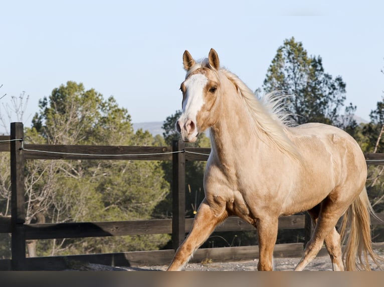 American Quarter Horse Gelding 7 years 14,2 hh Palomino in Alcoi/Alcoy