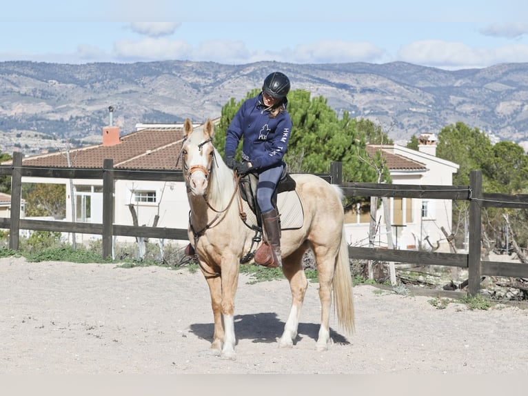 American Quarter Horse Gelding 7 years 14,2 hh Palomino in Alcoi/Alcoy