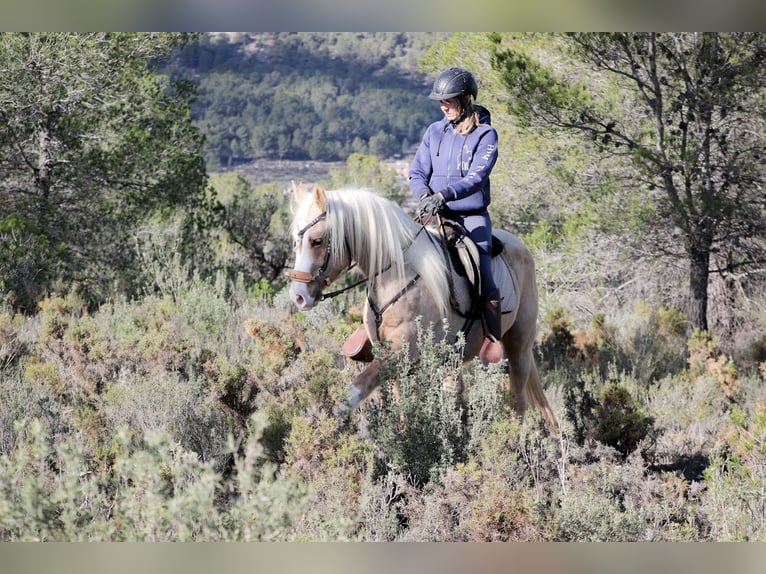 American Quarter Horse Gelding 7 years 14,2 hh Palomino in Alcoi/Alcoy