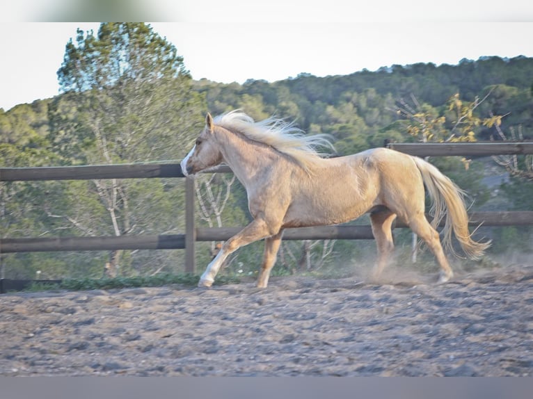 American Quarter Horse Gelding 7 years 14,2 hh Palomino in Alcoi/Alcoy