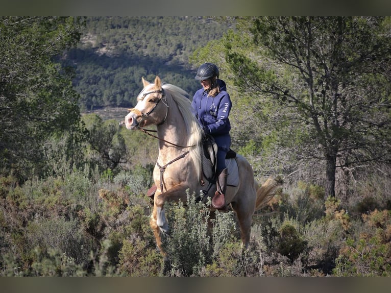 American Quarter Horse Gelding 7 years 14,2 hh Palomino in Alcoi/Alcoy