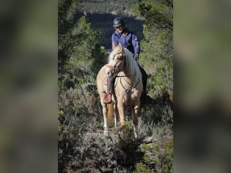 American Quarter Horse Gelding 7 years 14,2 hh Palomino in Alcoi/Alcoy