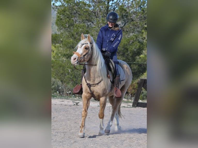 American Quarter Horse Gelding 7 years 14,2 hh Palomino in Alcoi/Alcoy