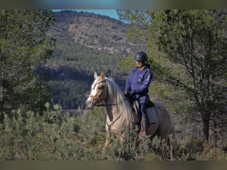 American Quarter Horse Gelding 7 years 14,2 hh Palomino in Alcoi/Alcoy