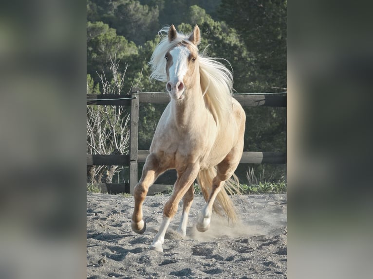 American Quarter Horse Gelding 7 years 14,2 hh Palomino in Alcoi/Alcoy