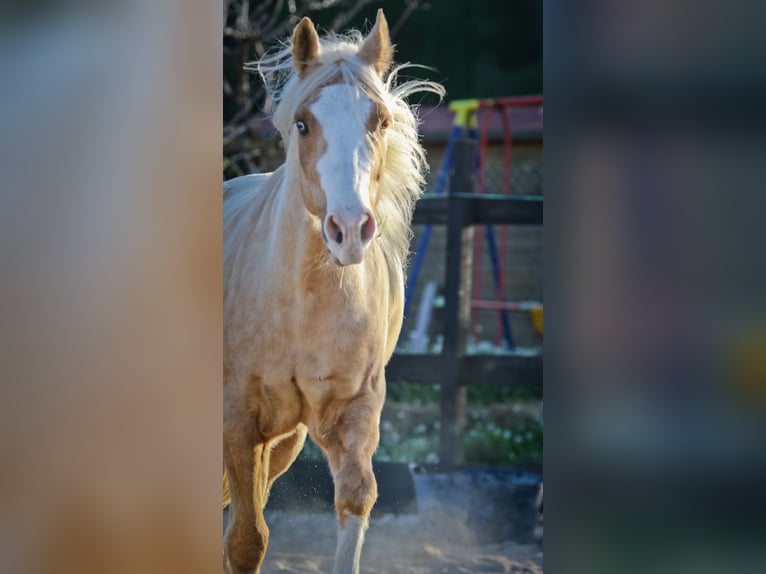 American Quarter Horse Gelding 7 years 14,2 hh Palomino in Alcoi/Alcoy