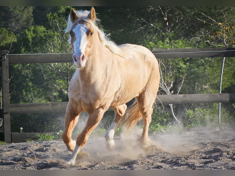 American Quarter Horse Gelding 7 years 14,2 hh Palomino in Alcoi/Alcoy