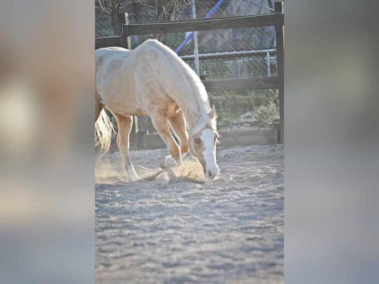 American Quarter Horse Gelding 7 years 14,2 hh Palomino in Alcoi/Alcoy