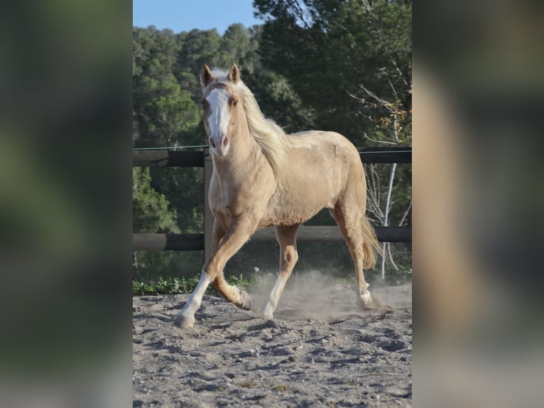 American Quarter Horse Gelding 7 years 14,2 hh Palomino in Alcoi/Alcoy