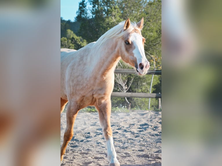 American Quarter Horse Gelding 7 years 14,2 hh Palomino in Alcoi/Alcoy