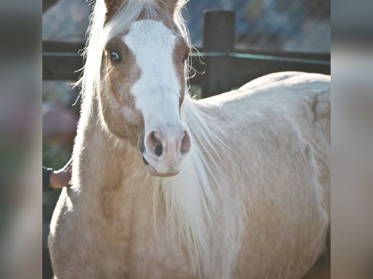 American Quarter Horse Gelding 7 years 14,2 hh Palomino in Alcoi/Alcoy