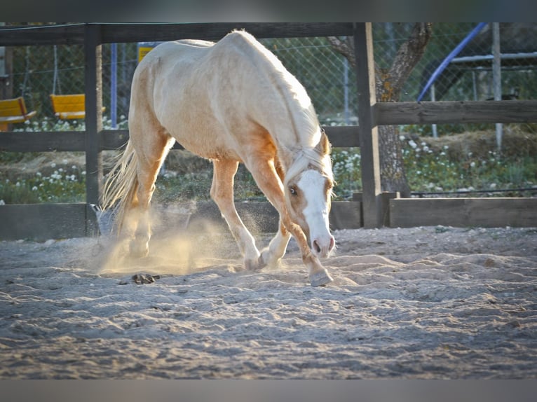 American Quarter Horse Gelding 7 years 14,2 hh Palomino in Alcoi/Alcoy