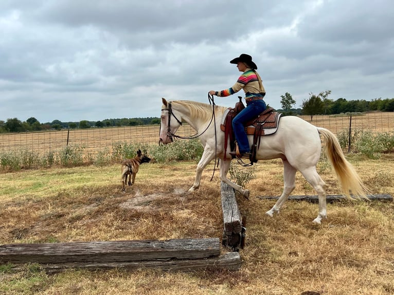 American Quarter Horse Gelding 7 years 14,2 hh Perlino in Ravenna TX