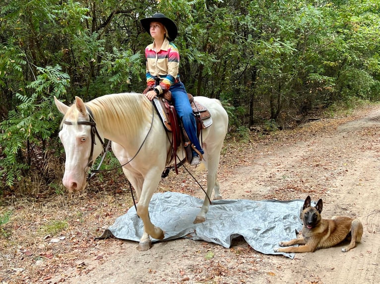 American Quarter Horse Gelding 7 years 14,2 hh Perlino in Ravenna TX