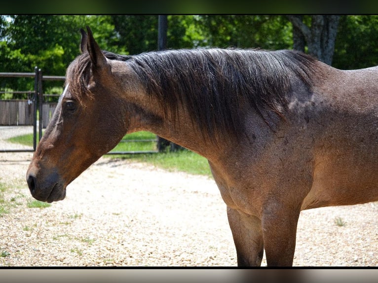 American Quarter Horse Gelding 7 years 14,2 hh Roan-Bay in Savoy TX