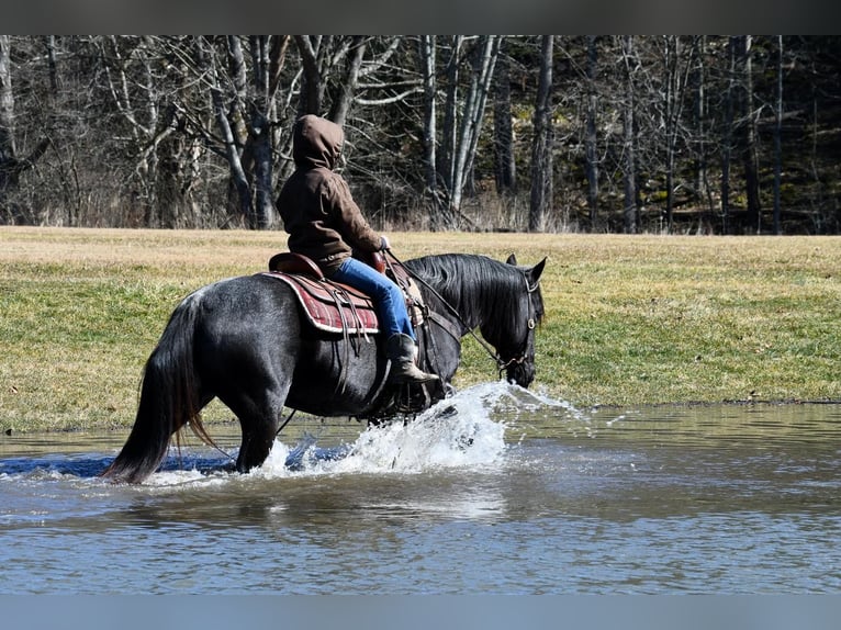 American Quarter Horse Gelding 7 years 14,2 hh Roan-Blue in Rebersburg, PA